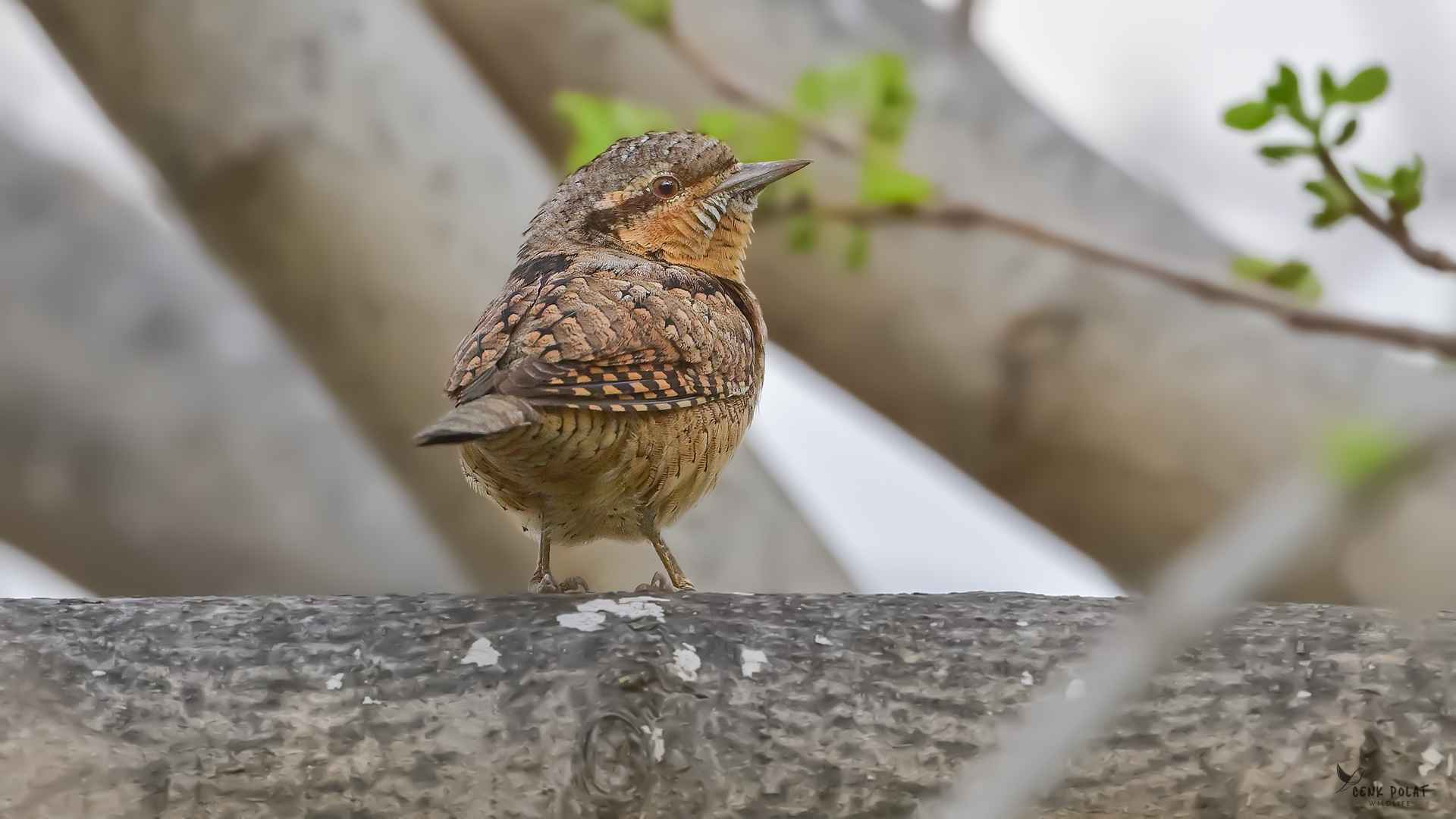 Eurasian Wryneck